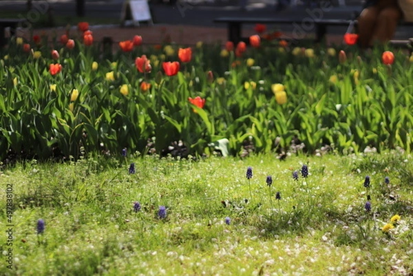 Obraz 揺れるチューリップ