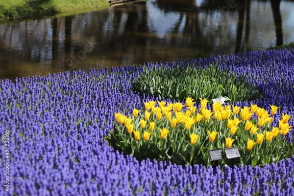 Obraz 紫と黄色の組み合わせ