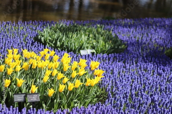 Obraz 黄色のチューリップ