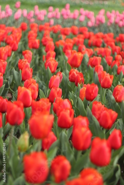 Obraz チューリップ畑