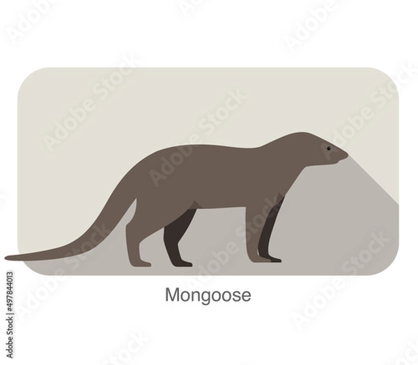 Fototapeta simple mongoose standing and watching, vector illustration