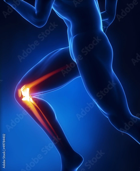 Obraz Uruchamianie anatomii kolana człowieka