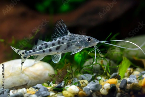 Obraz Pictus catfish - Pimelodus Pictus
