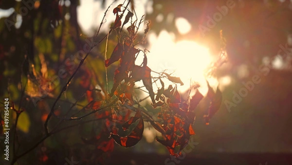 Obraz Dry leaves on tree and warm sunlight during sunset.