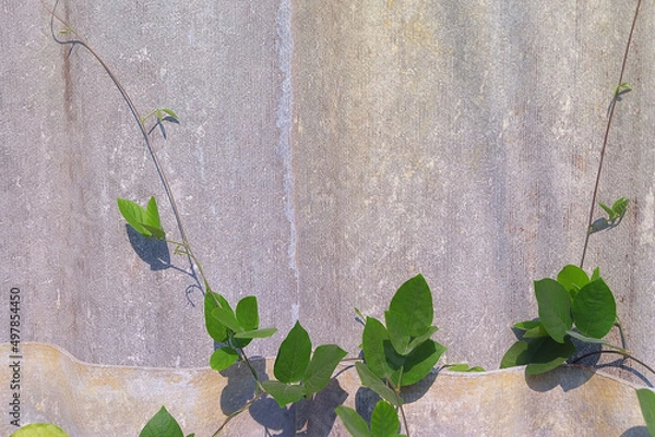 Obraz Creeping green vines of Ivy along on the tiled wall.
