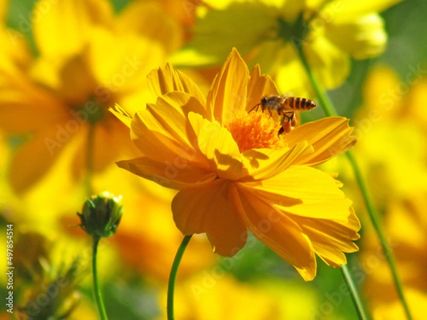 Obraz Close up bees feeding on the nectar from the yellow cosmos flowers in the garden..