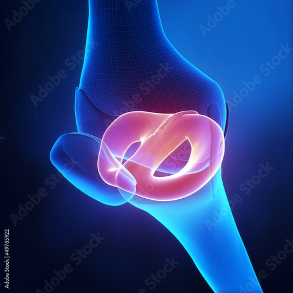 Fototapeta Lateral and medial meniscus anatomy