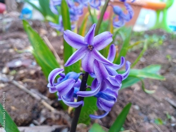 Obraz blue iris flower
