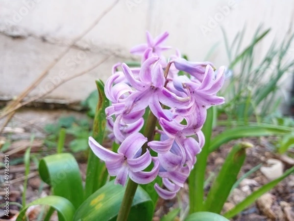 Obraz purple crocus flowers