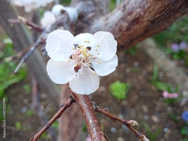 Obraz tree blossom