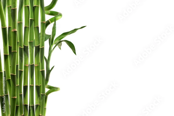 Fototapeta Lucky bamboo or Dracaena sanderiana trees isolated on white background with clipping path.