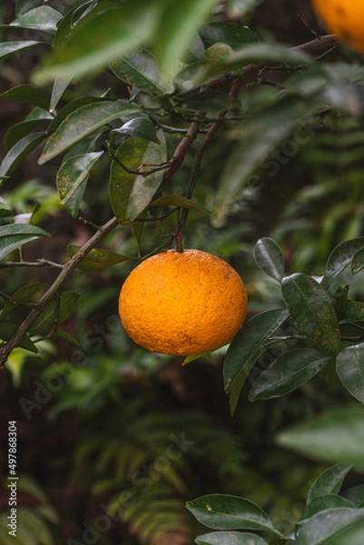 Obraz 제주도 귤 나무 풍경