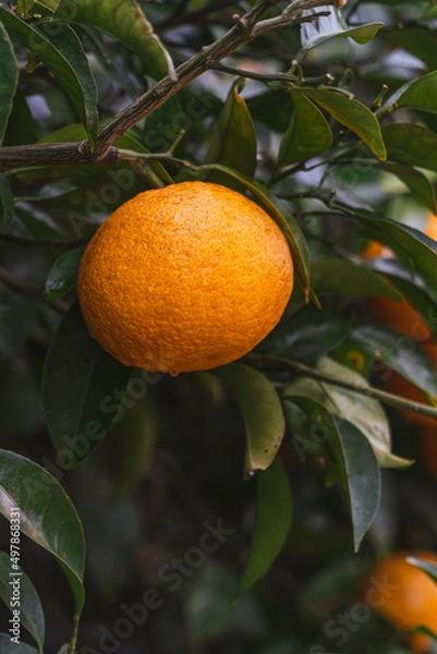 Obraz 제주도 귤 나무 풍경