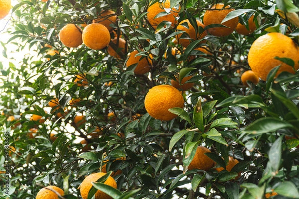 Obraz 제주도 귤 나무 풍경