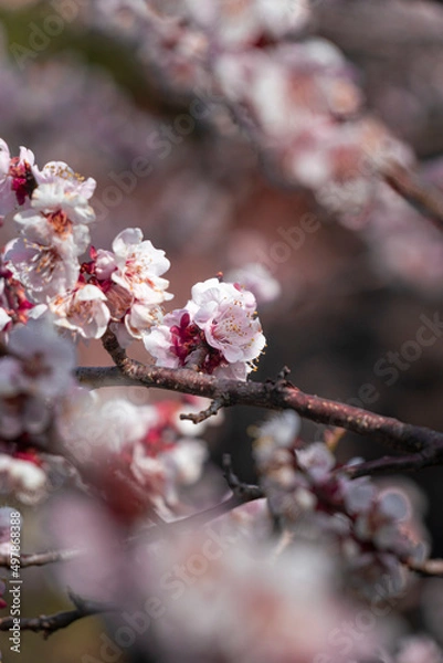 Obraz 제주도 벚꽃 풍경