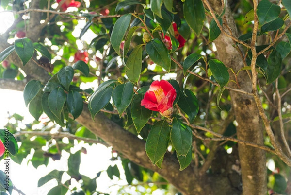 Obraz 제주도 동백꽃 풍경