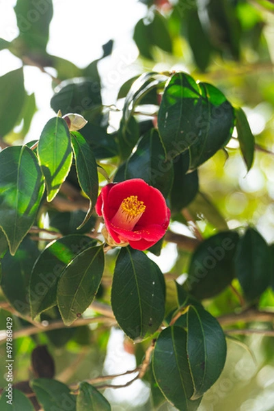 Obraz 제주도 동백꽃 풍경