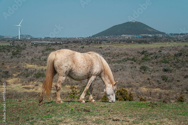 Obraz 제주도 문도지오름 풍경