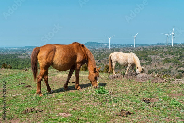 Obraz 제주도 문도지오름 풍경