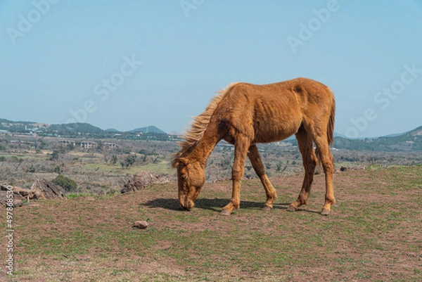 Obraz 제주도 문지기오름 풍경