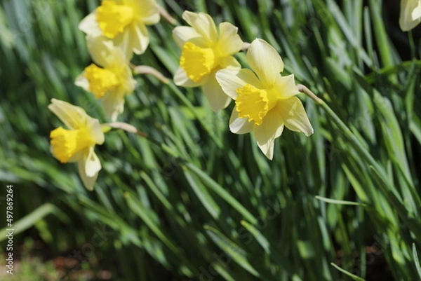 Obraz 春の日差しを浴びて咲く満開のスイセン