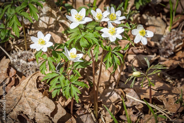 Fototapeta Anemone in the forest
