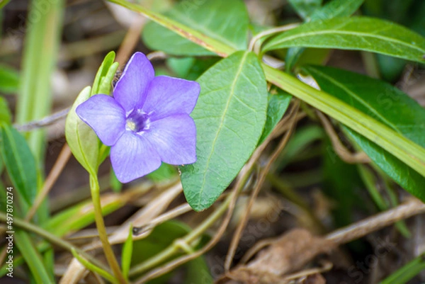 Fototapeta Periwinkle flower