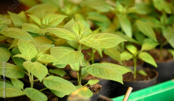 Obraz Pflanzenanzucht