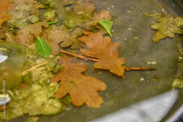 Obraz Laubblätter im Wasser