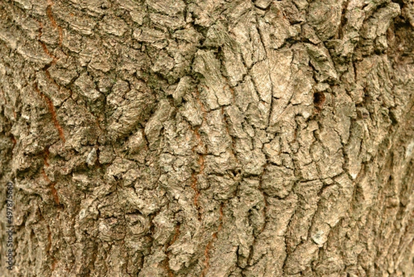 Obraz Baumrinde einer Eiche