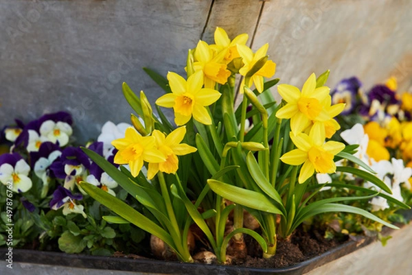 Fototapeta Dwarf Tate-a-tete Daffodils 'Narcissus' in bloom. Spring flowers. Close up of narcissus flowers blooming in a garden