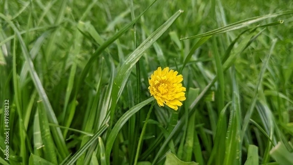 Obraz yellow flower in grass