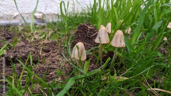 Obraz spring in the grass