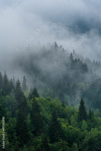 Fototapeta Mountain slopes landscape with fir trees in the fog in Svaneti, Georgia