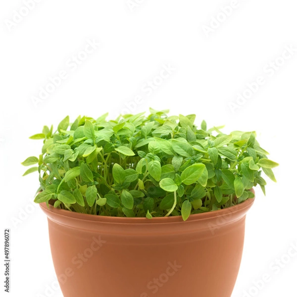 Obraz Basil microgreens in a plastic pot
