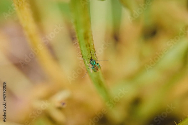 Obraz close up of a dragonfly on a leaf of soy