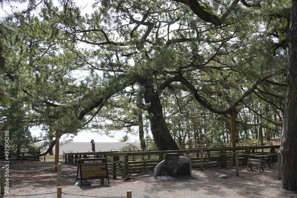 Obraz 三保の松原