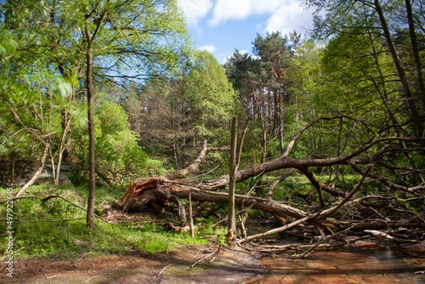 Obraz Powalone drzewo