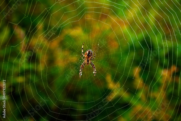 Fototapeta Pająk