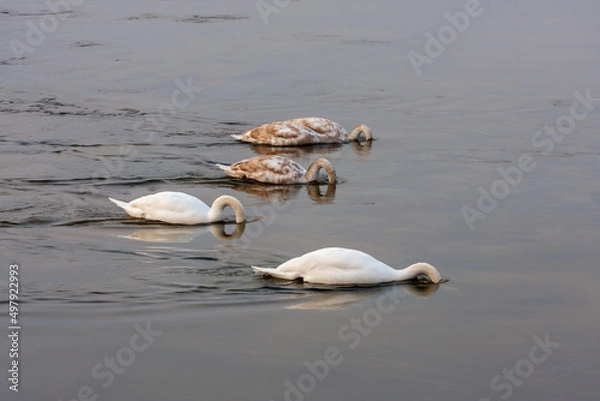 Fototapeta Łabędzie