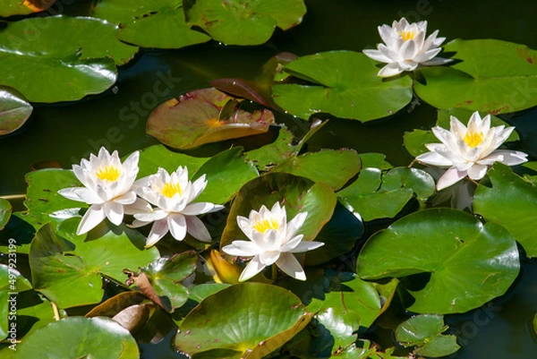Fototapeta Lilie wodne