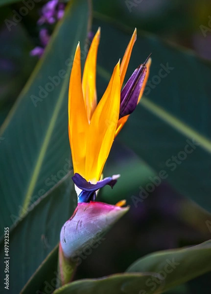 Fototapeta Kolorowy kwiat