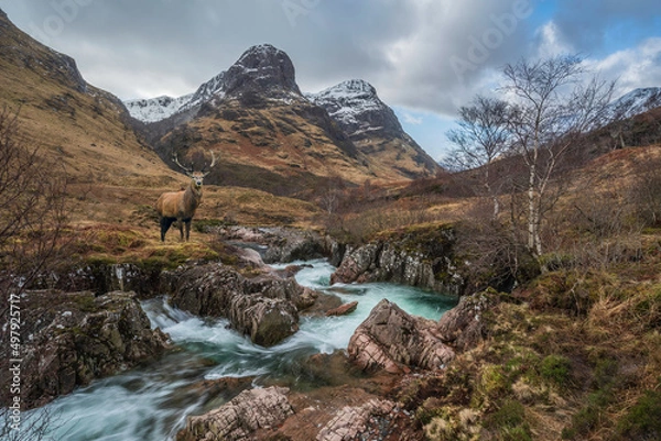 Fototapeta Composite image of beautiful red deer stag in Glencoe in Scottish Highlands in Winter with River Coe in foreground