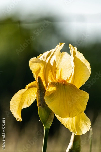 Fototapeta Yellow Iris