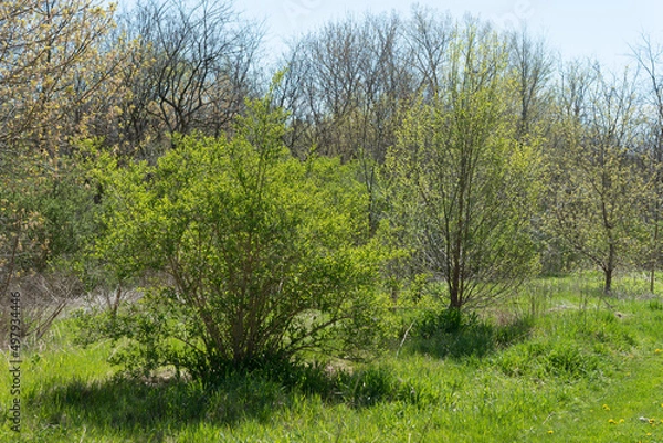 Fototapeta spring growth near the river