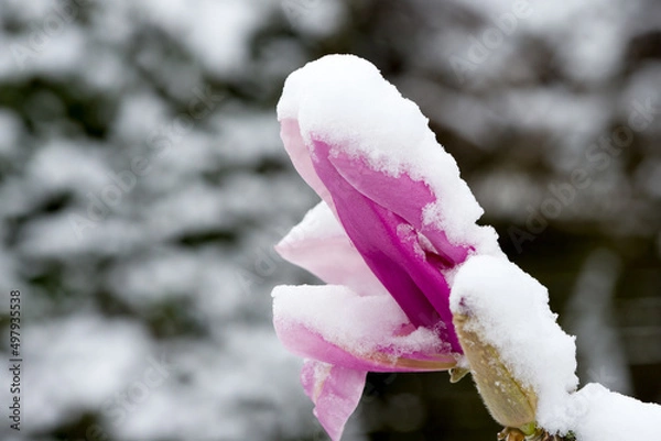 Fototapeta Magnolienblüten im Schnee

