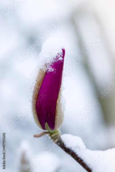 Obraz Traubenhyazinthe im Schnee 