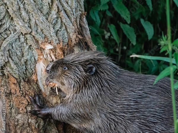 Obraz Beaver eating away at bark of a tree