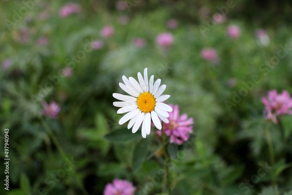 Obraz Photo of white chamomile flower among the clover flower meadow. Summer green wallpaper