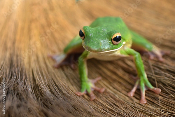 Fototapeta Whitelips tree frog